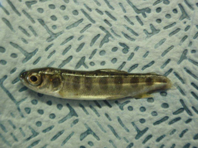 Juvenile Chinook with Bacterial Coldwater Disease