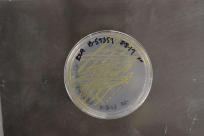 Chryseobacterium greenlandensis NRRL B-59357 (Type Strain)