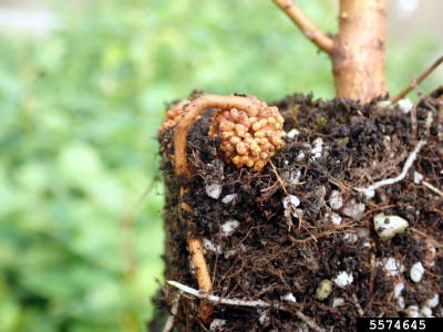 Symbiotic Relationship Between Frankia alni and Alnus Species