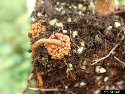 Frankia alni at Alnus sp.