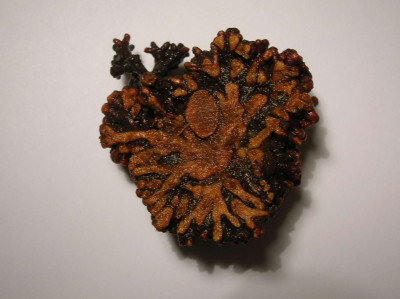 A Sectioned Alder Root Nodule Gall