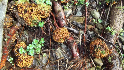 Alder nodules2