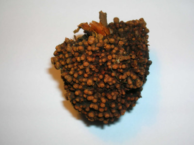 An alder root nodule gall