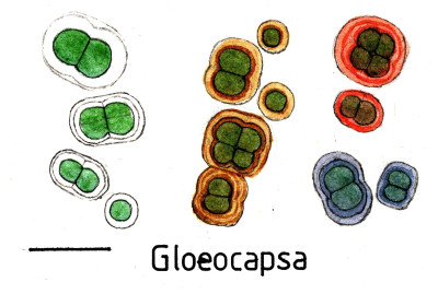 Cyanobacteriaunicellularandcolonial020 Gloeocapsa