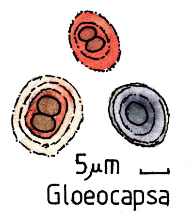 Diagnostic Drawing of Gloeocapsa