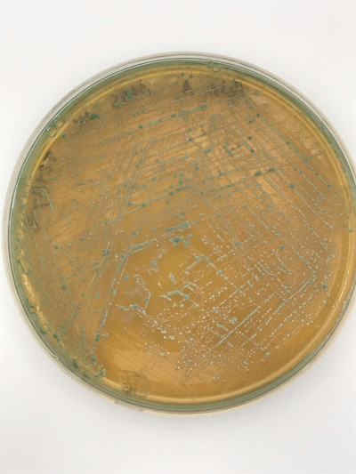 Pediococcus acidilactici on a MRS plate