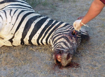 Zebra Diseased from Bacillus anthracis https://eol.org/media/29904861