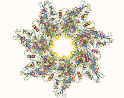 Anthrax Toxin: Heptamer and Calcium Interaction