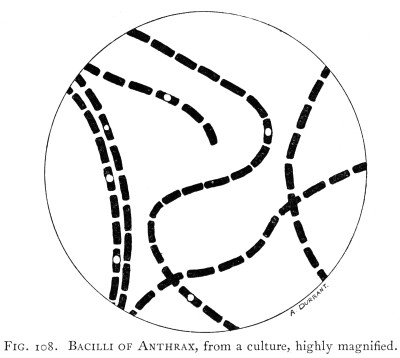 Bacilli of Anthrax from a Culture