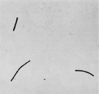 Bacillus anthracis Wellcome M0014322