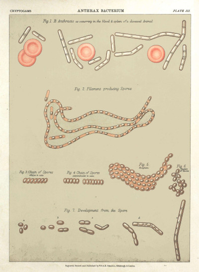 The botanical atlas (Plate III) (7166130503)