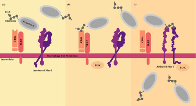 B. anthracis Macrophage Invasion Mechanism