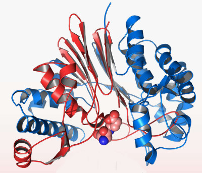 Bacillus anthracis - CapD Protein Crystal Structure