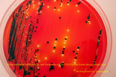 XLD Agar-mixed culture of Salmonella sp and Escherichia coli (6500349623)