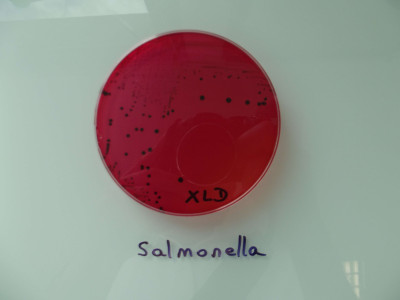 Salmonella