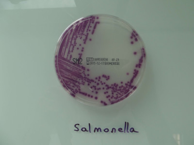 Cultures of Salmonella