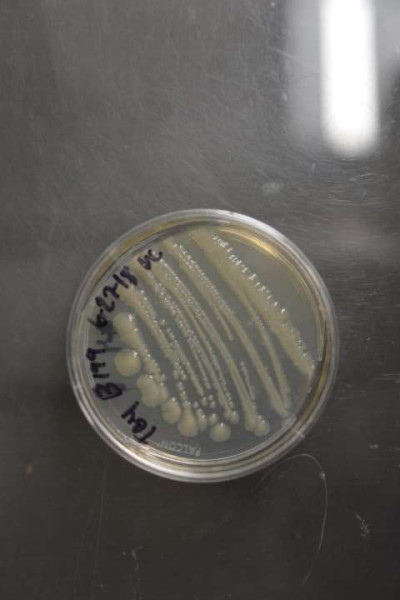 Klebsiella oxytoca NRRL B-199