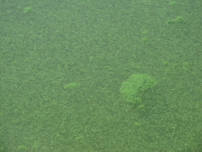 Aphanizomenon Bloom on Upper Klamath Lake