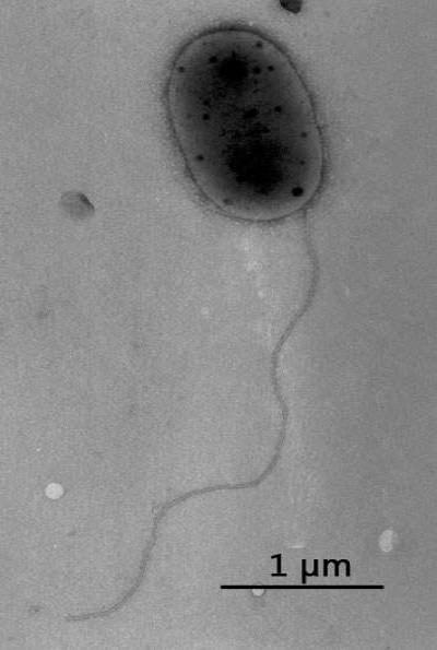 Methylobacterium jeotgali