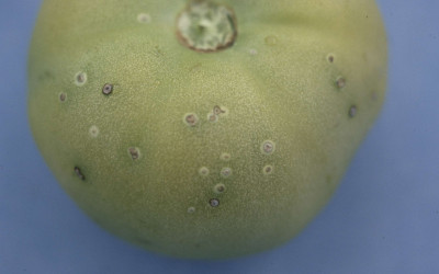 Clavibacter michiganensis Symptoms on Tomato