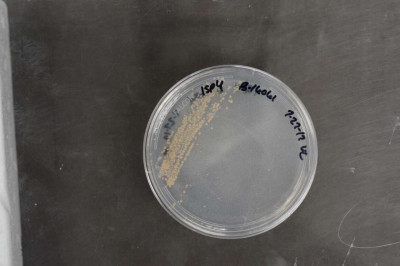 Catenuloplanes japonicus NRRL B-16061 (Type Strain)