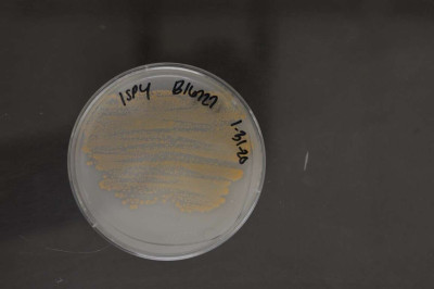 Actinoplanes utahensis NRRL B-16727 (Type Strain)