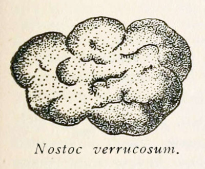 Nostoc verrucosum dessin 1910-11