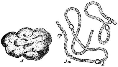 A manual of poisonous plants (Page 185, Fig. 31) BHL11346758-3