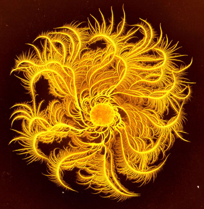 <em>Paenibacillus dendritiformis</em> Colony (Chiral Morphotype)