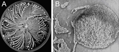 Paenibacillus Vortex Colony Pattern