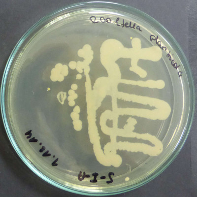 Raoultella planticola Standard I Colonies 94