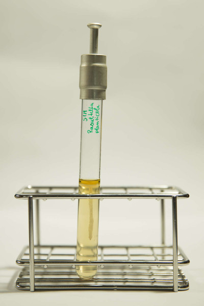 Raoultella planticola in SIM Agar 04