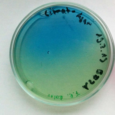 Raoultella planticola on Citrate agar