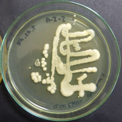 Raoultella planticola Standard I colonies 97