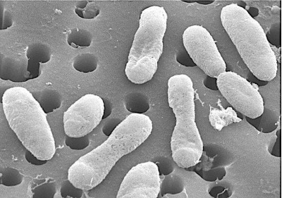 Roseobacter Strain HIMB11