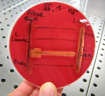 CAMP-Test for Identification of Listeria Monocytogenes