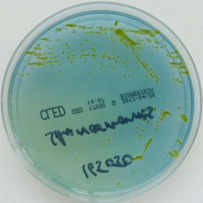 Sphingomonas paucimobilis on CLED Agar