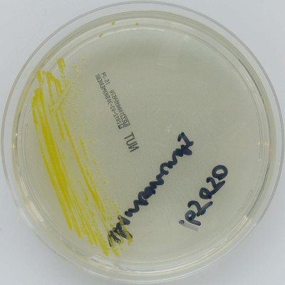 Sphingomonas paucimobilis on Nutrient Agar