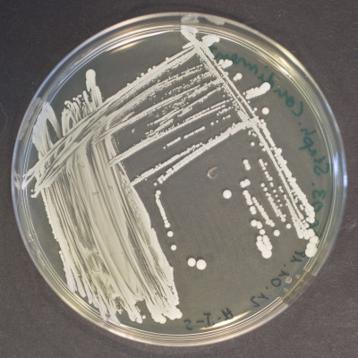 Staphylococcus condimenti Standard I col 098