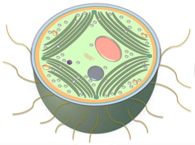 Schematic Representation of Synechocystis Cell Morphology