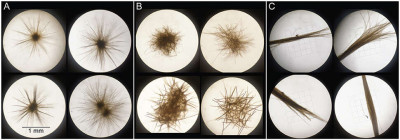 Trichodesmium Colonies Sorted into the Morphological Classes