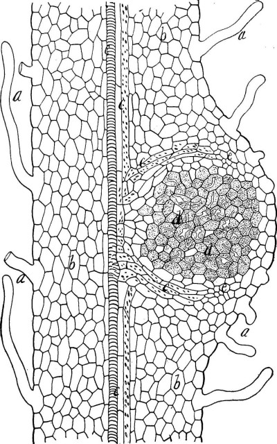 Trifolium Pratense Rhizobium Root Nodule