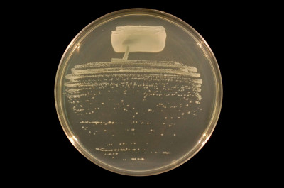 Rhizobium tropici strain BR816 on TY agar