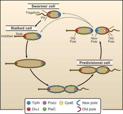 Cell Cycle of Caulobacter