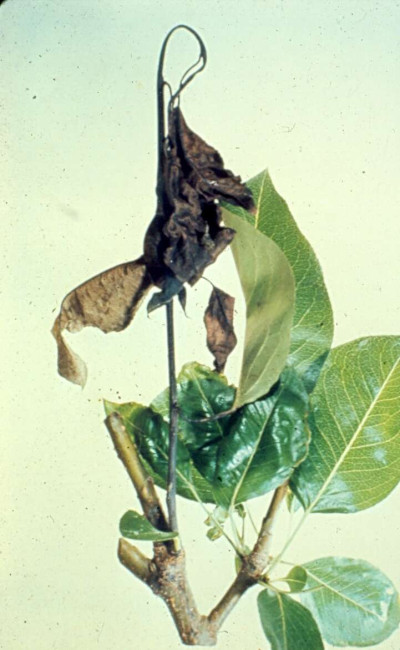 Pear Fire Blight (Pathogen Erwinia amylovora) (12226126143)