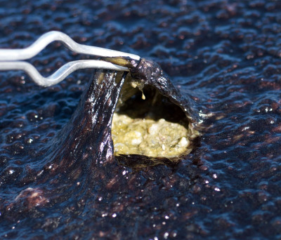 Microbial Mats in the Acidic Soils of Norris Geyser Basin