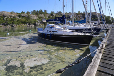 Lots of Blue-Green Algae This Year (14754302942)