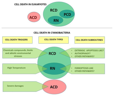 Cell Death in Eukaryotes and Cyanobacteria