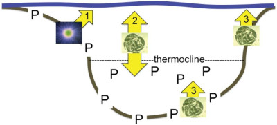 Ways Cyanobacteria Affects Phosphorus Recycling