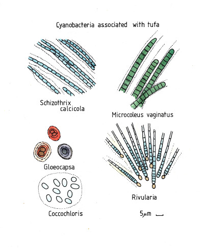 Cyanobacteriaassociatedwithtufa014